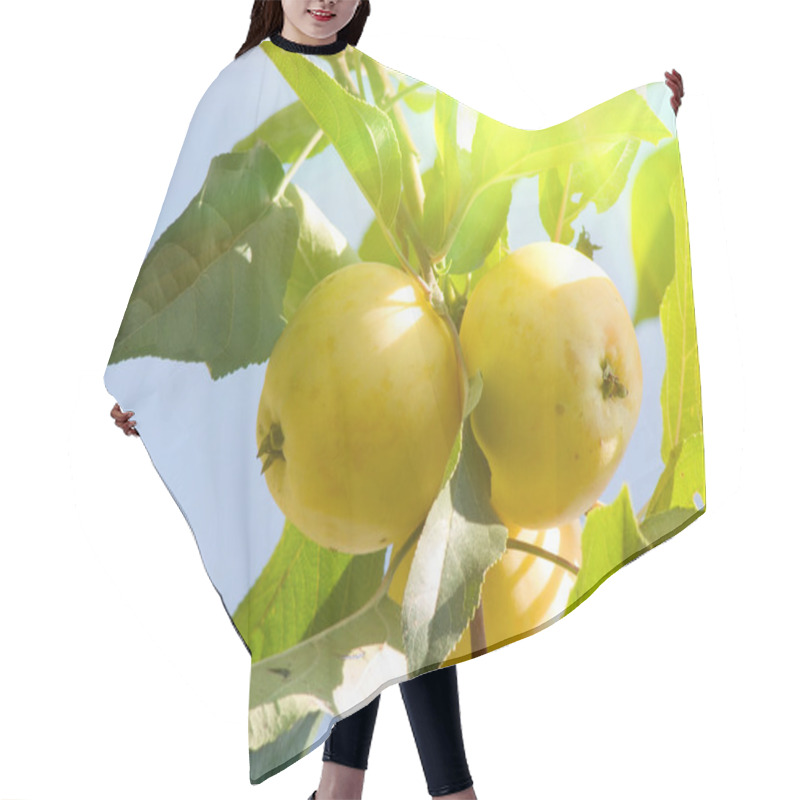 Personality  Apples Tree Hair Cutting Cape