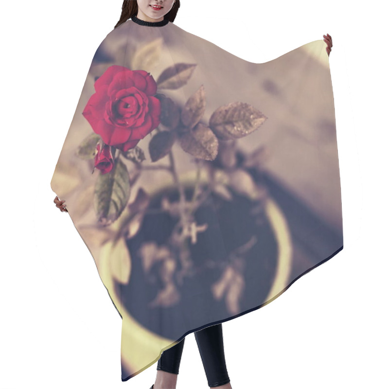 Personality  Beautiful Red Rose In Ceramic Pot Hair Cutting Cape