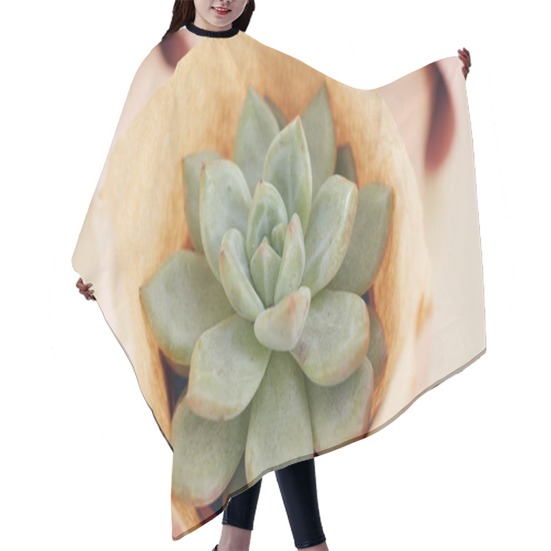 Personality  Woman Holding Succulent Plant In Pot  Hair Cutting Cape