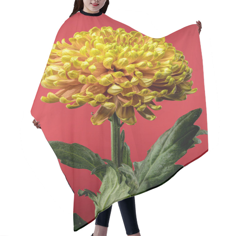 Personality  A Radiant Yellow Golden Autumn Chrysanthemum In Full Bloom On Red Background Hair Cutting Cape