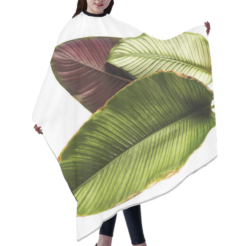 Personality  Calathea Ornata (Pin-stripe Calathea), Tropical Foliage Plant Leaves Isolated On White  Background, With Clipping Path Hair Cutting Cape