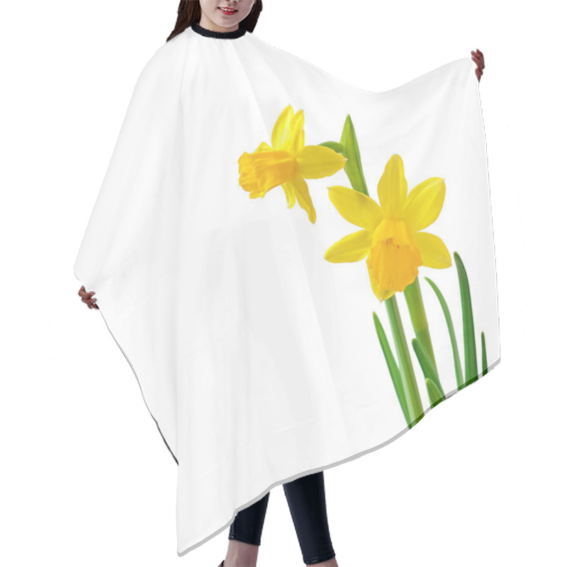 Personality  Spring Flowers Narcissus Isolated On White Background. Hair Cutting Cape