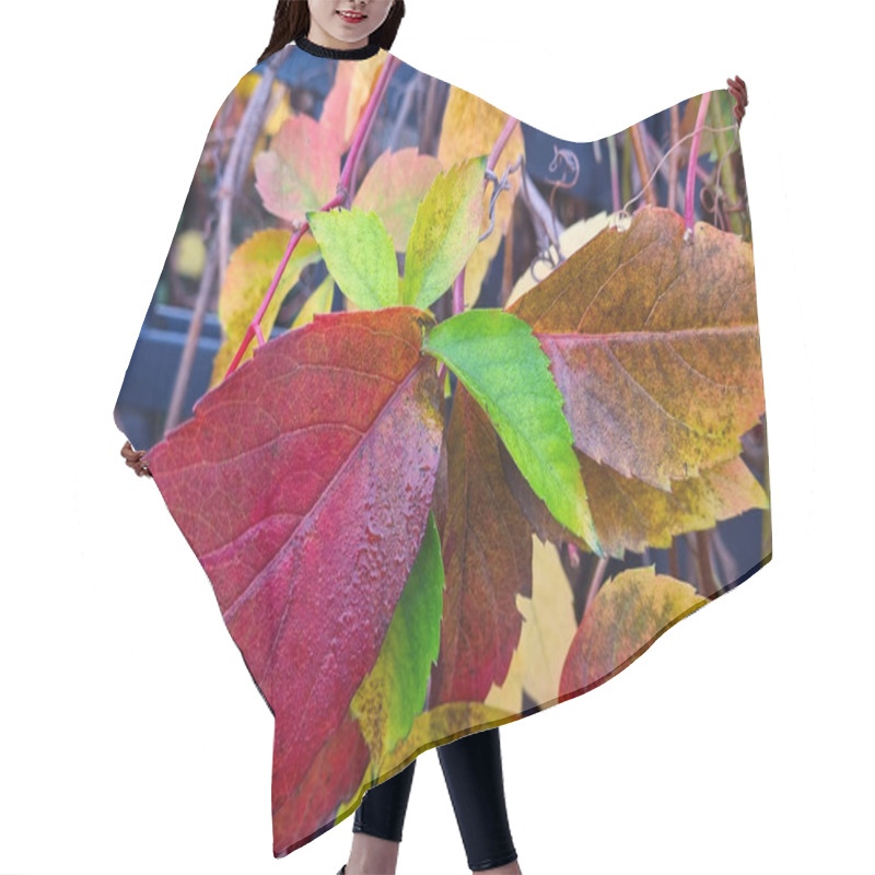 Personality  A Vivid Display Of Autumn Foliage Showcasing Red, Green, And Yellow Leaves Intertwined With A Dark Iron Fence. The Contrasting Colors Highlight The Transition Of Seasons, Perfect For Seasonal Design And Decorative Projects. Hair Cutting Cape