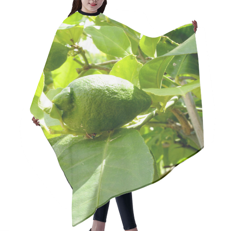 Personality  Green Lemons On Tree Branches Hair Cutting Cape