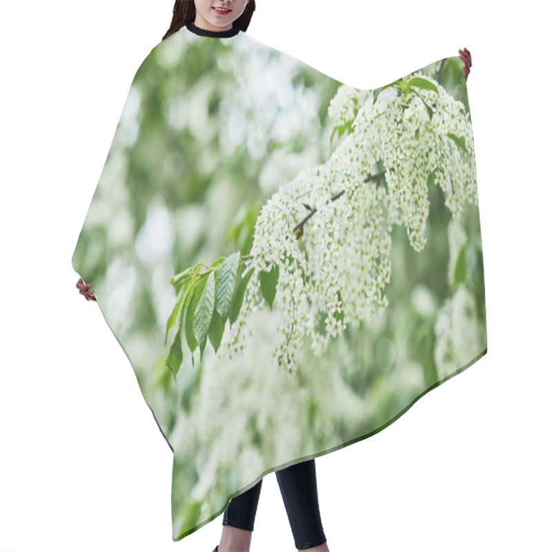 Personality  Close-up Shot Of Beautiful Bird-cherry Blossom Hair Cutting Cape