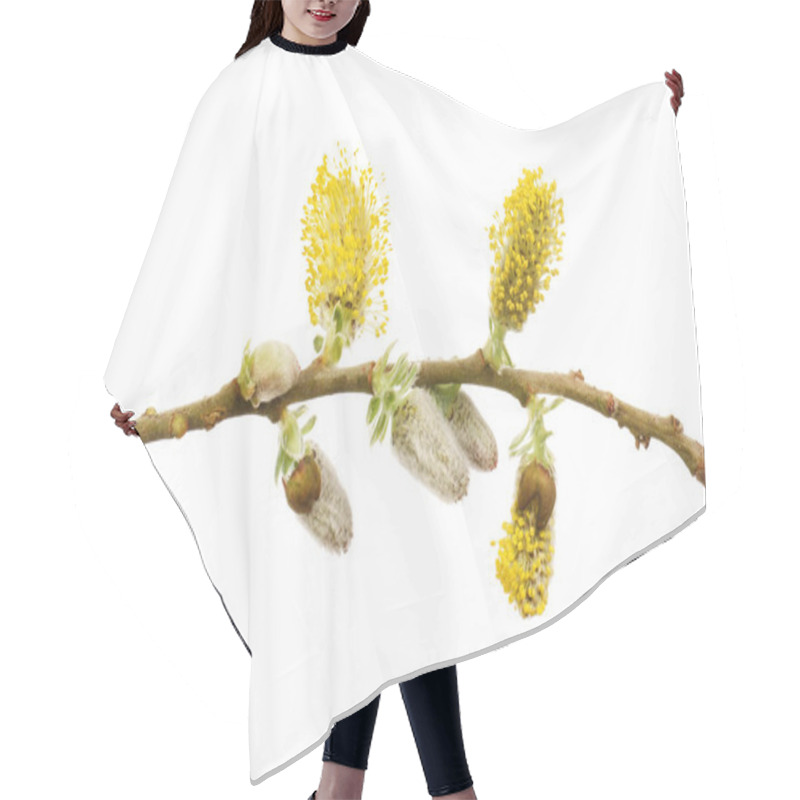 Personality  Pussy Willow Flowers And Buds Isolated Against White Hair Cutting Cape