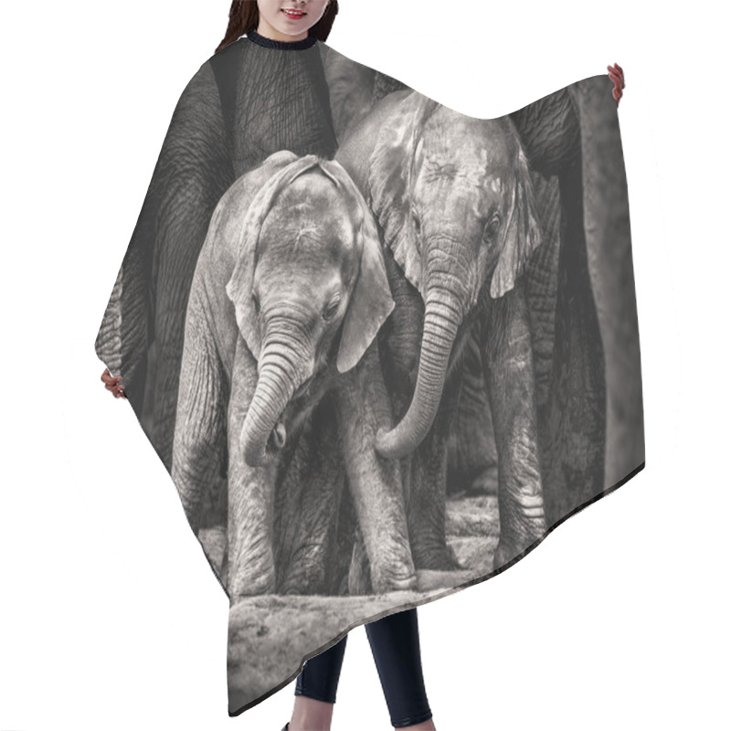 Personality  Elephant Calves Walking In Dry Savanna   Hair Cutting Cape