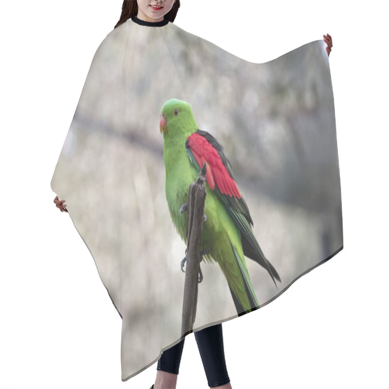 Personality  Red Winged Parrot Hair Cutting Cape