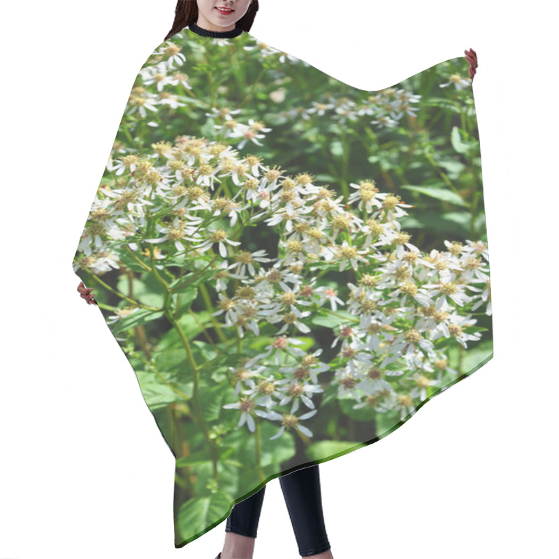 Personality  White Wood Aster (Eurybia Divaricata) Hair Cutting Cape