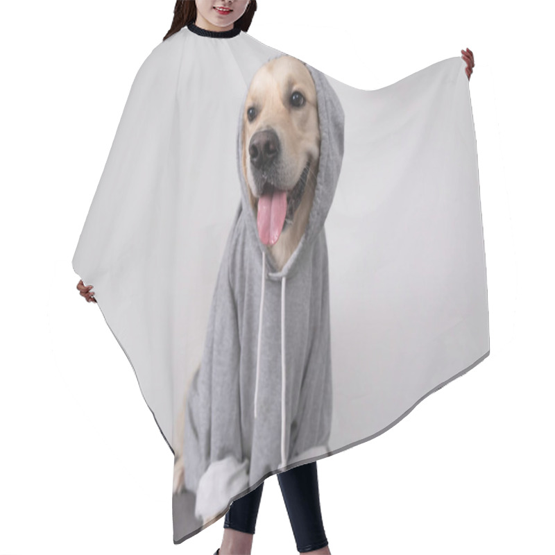 Personality  A Dog In A Gray Sweatshirt With A Hood. Golden Retriever In Clothes Sits On A White Background. Hair Cutting Cape