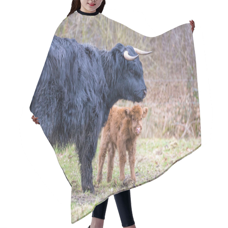 Personality  Black Scottish Highlander Mother Cow With Newborn Calf Hair Cutting Cape