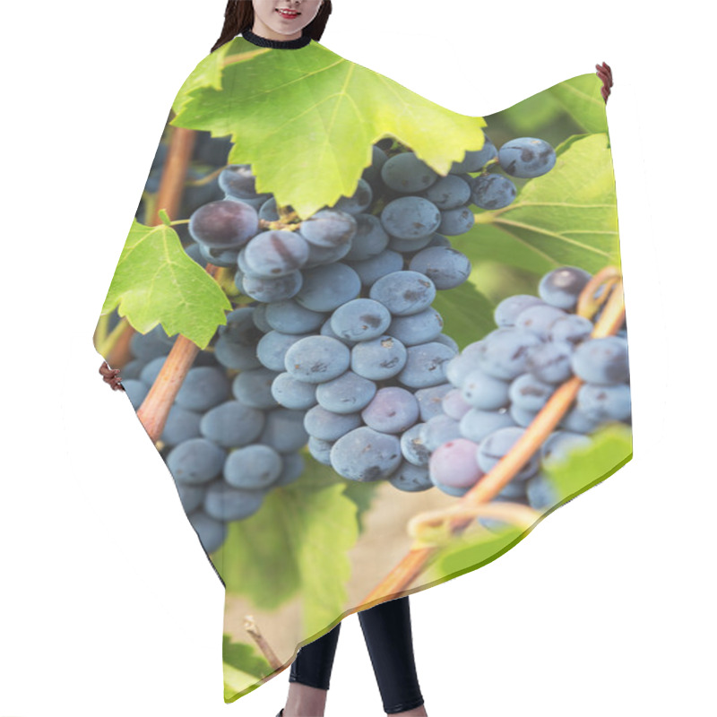 Personality  Purple Red Grapes With Green Leaves On The Vine. Fresh Fruits. S Hair Cutting Cape