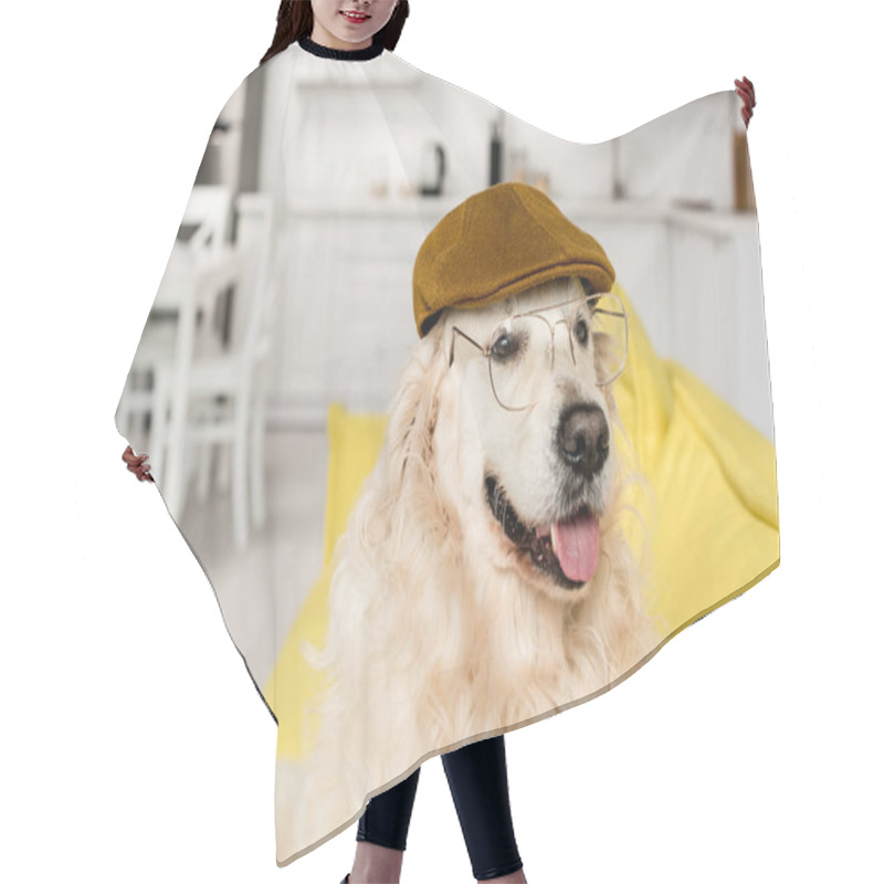 Personality   Cute Golden Retriever In Cap And Glasses Lying Looking Away  Hair Cutting Cape