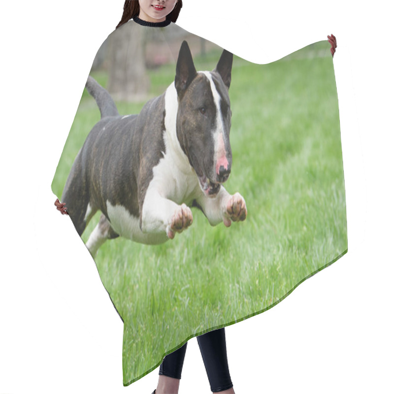 Personality  Bull Terrier In Full Run On The Grass Hair Cutting Cape