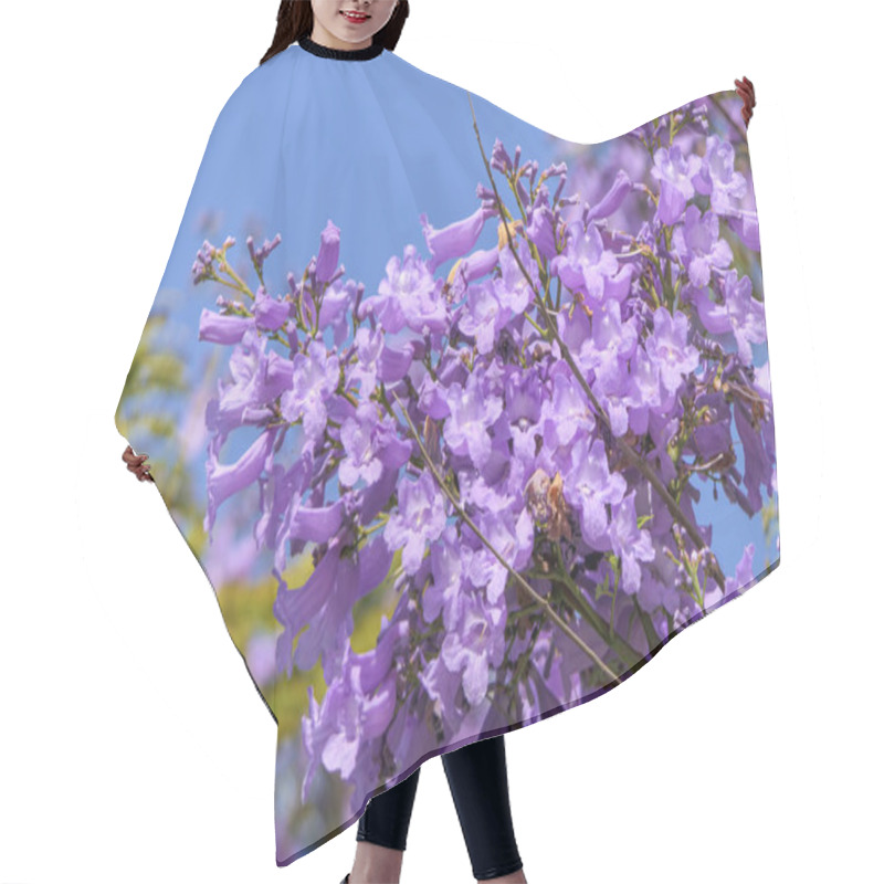 Personality  Violet Flowers And Seeds Of The Jacaranda Tree Among The Foliage Against The Blue Sky. Closeup Hair Cutting Cape