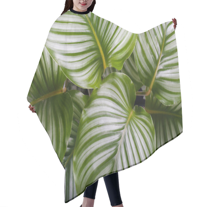 Personality  Calathea Orbifolia Close Up, Tropical Houseplant Room Decor Hair Cutting Cape