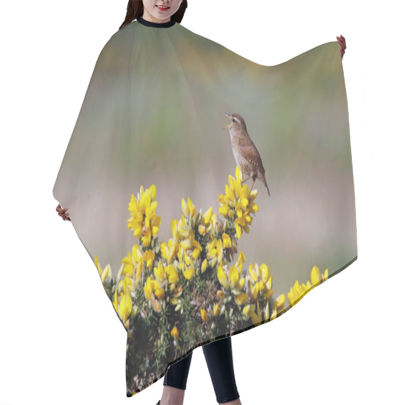 Personality  Wren Singing From A Gorse Bush In Spring Sunshine Hair Cutting Cape