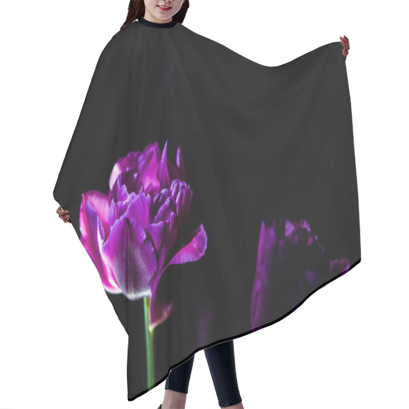 Personality  Bright And Unusual Tulips On A Monophonic Black Background. Night Photographing In A Garden With Flowers. Hair Cutting Cape