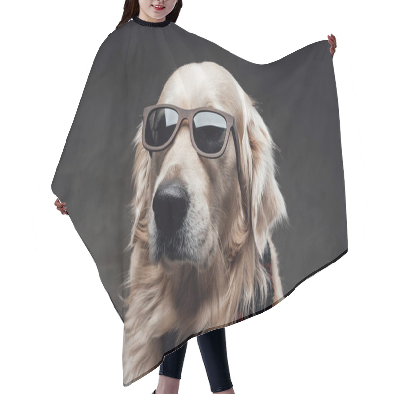 Personality  Cool And Fashionable Dog Golden Retriever Breeds In Dark Background Hair Cutting Cape