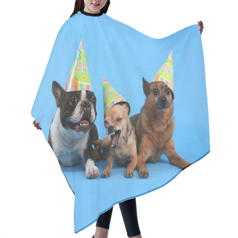 Personality  Dogs With Birthday Hats Hair Cutting Cape