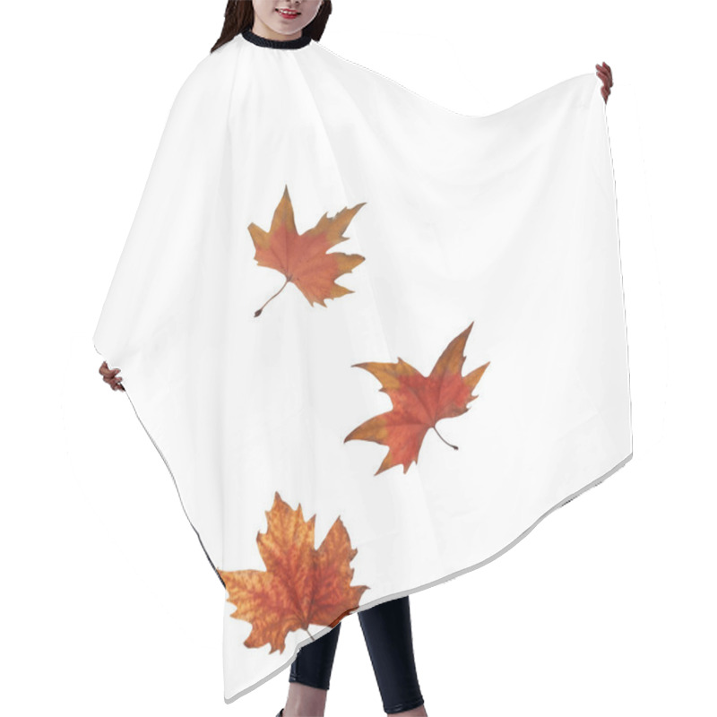 Personality  Collage Autumn Maple Leaves Isolated On White Background Hair Cutting Cape