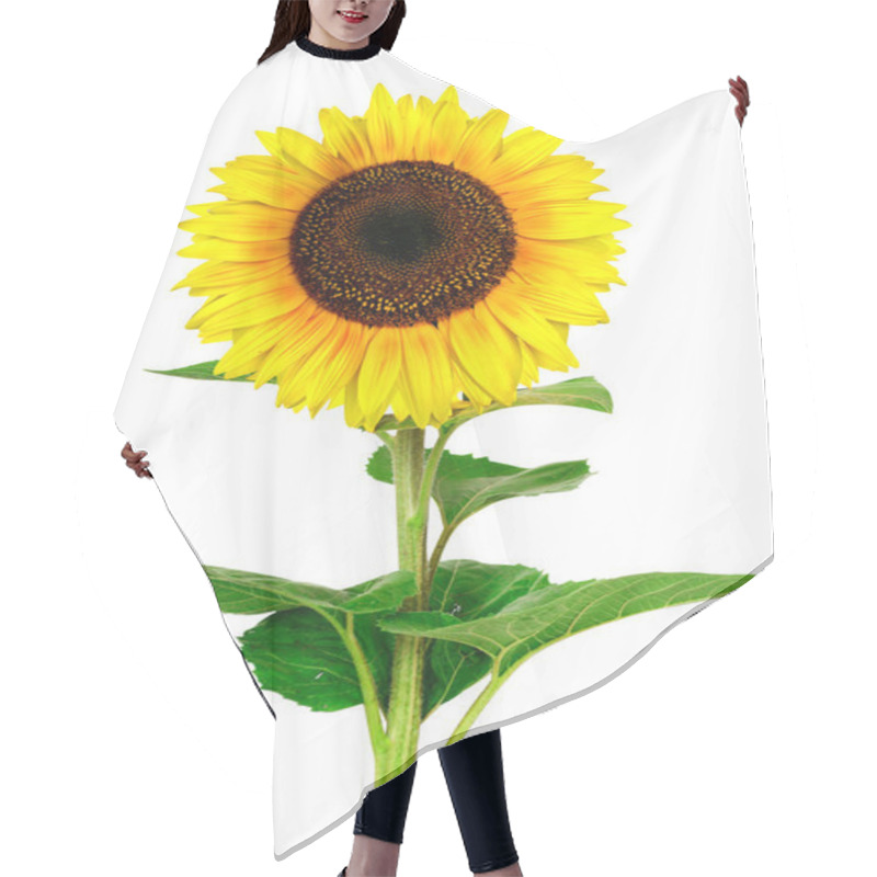 Personality  Yellow Sunflower Isolated On White Hair Cutting Cape