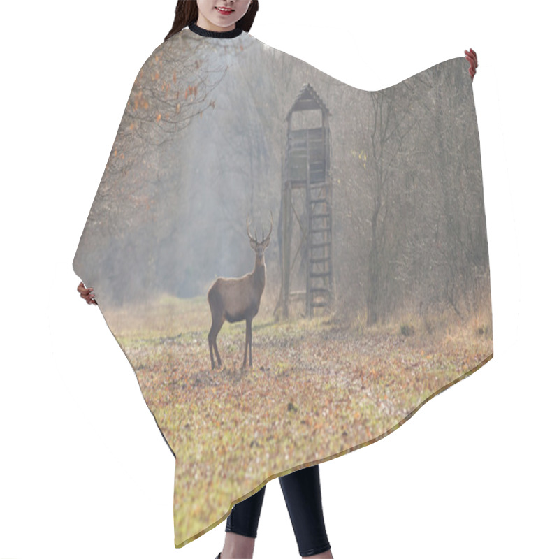 Personality  Red Deer In Forest Hair Cutting Cape