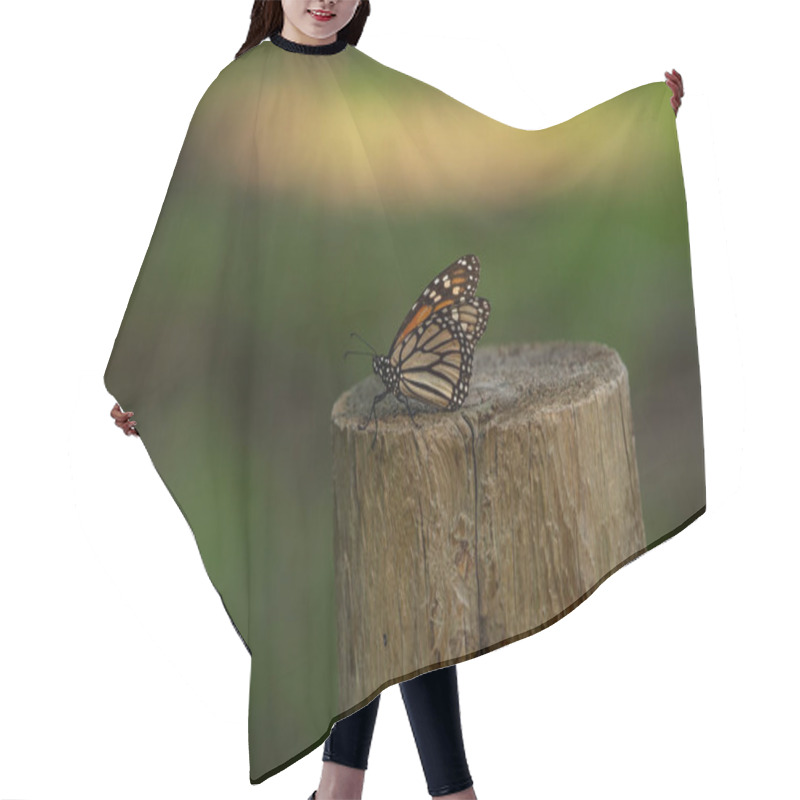 Personality  A Single Monarch Butterfly Perched Gracefully On A Tree Stump Against A Vibrant Green Background In California. A Serene Moment Showcasing Nature's Beauty. Hair Cutting Cape