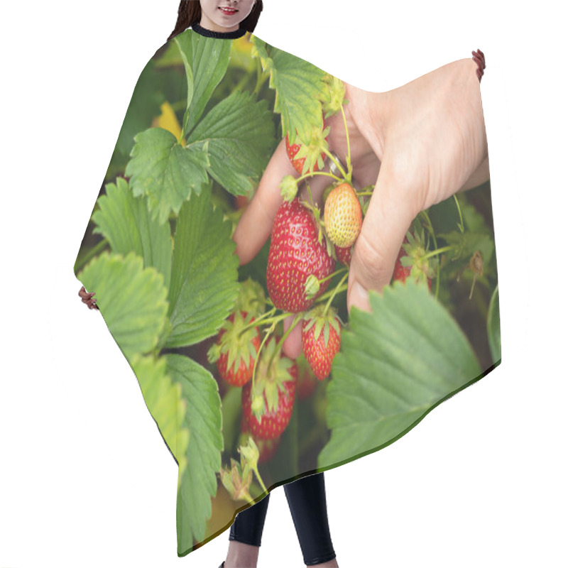 Personality  Harvesting Strawberries. Hands With Strawberries On The Background Of A Strawberry Patch Hair Cutting Cape