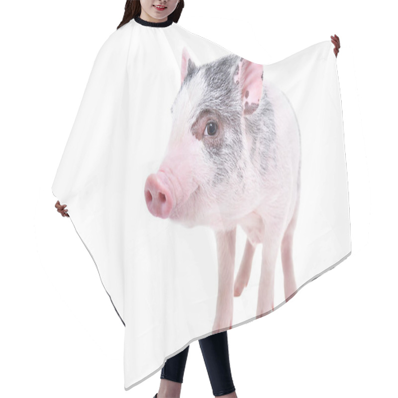 Personality  Funny Little Vietnamese Piggy Standing Isolated On White Background Hair Cutting Cape