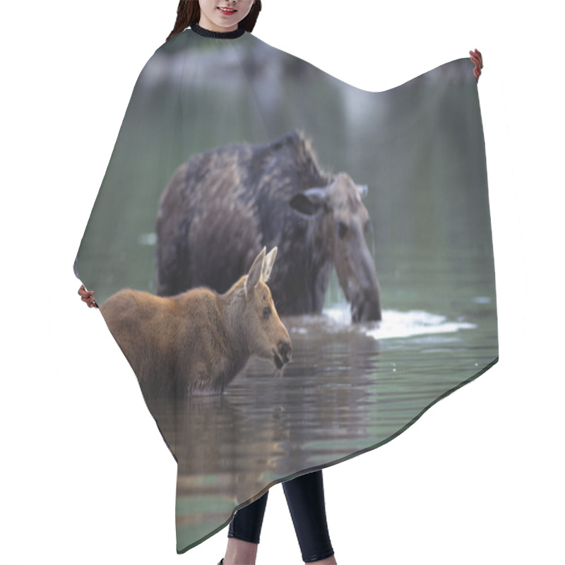 Personality  Moose And Calf In Water Hair Cutting Cape