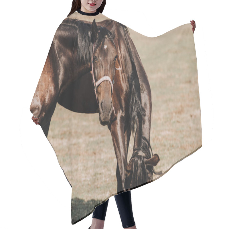 Personality  Beautiful Black Horses Grazing On Field In Countryside  Hair Cutting Cape