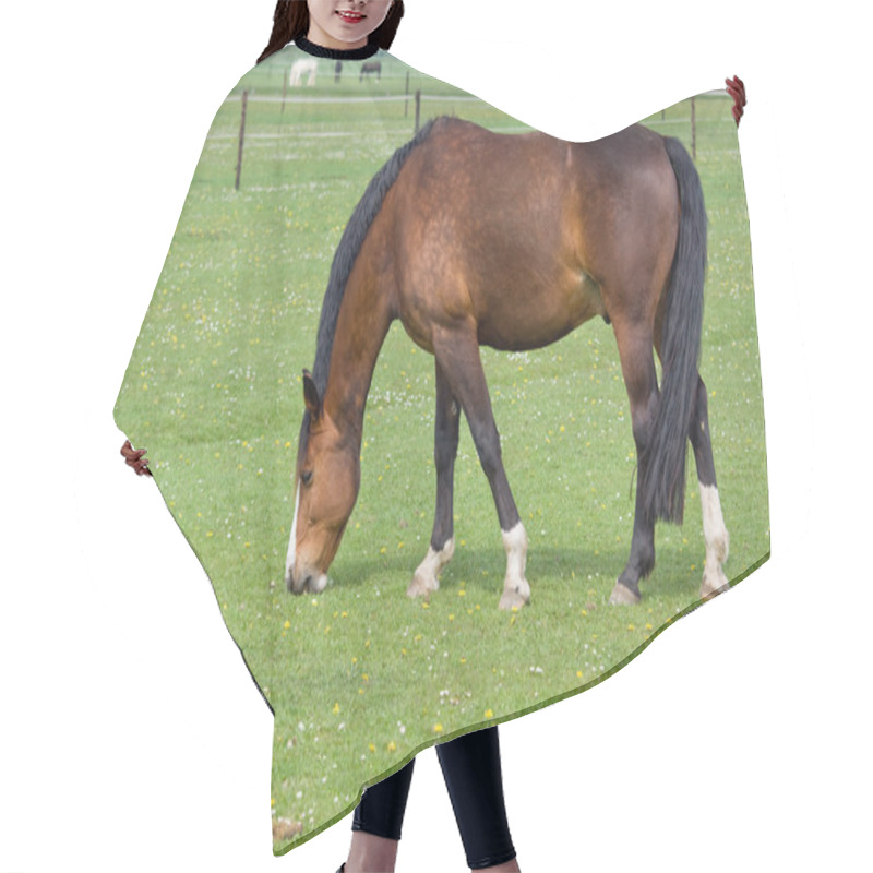 Personality  Brown Horse On Pasture Hair Cutting Cape