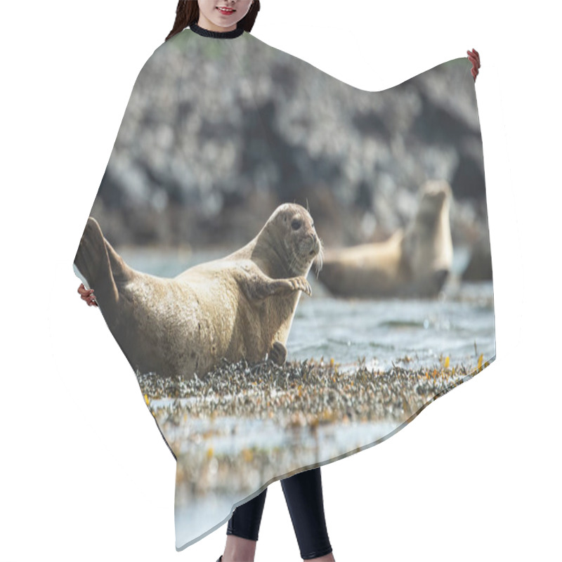 Personality  Common Seal Waving With The Fin On A Shore In Summer Nature. Hair Cutting Cape