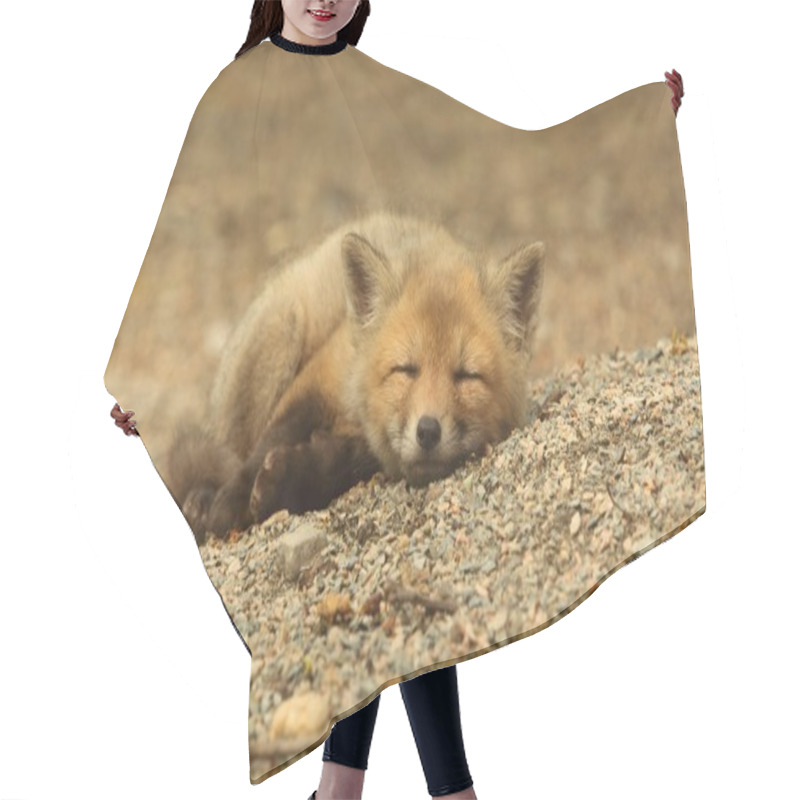 Personality  Red Fox Kit Sleeping Hair Cutting Cape