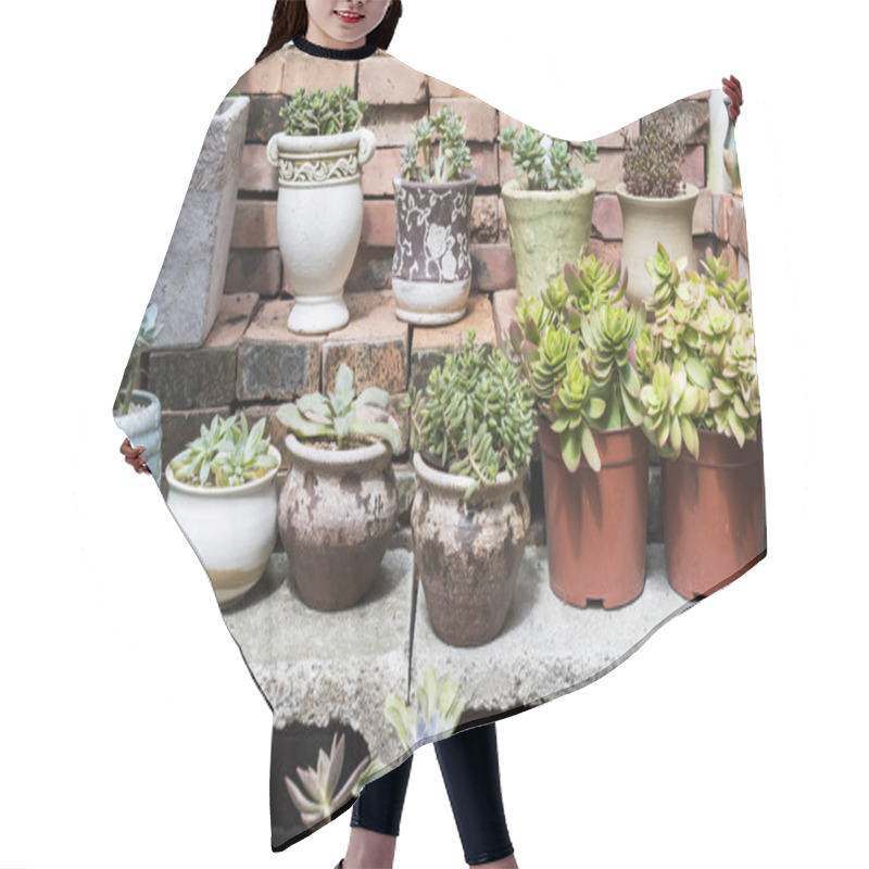 Personality   Miniature Succulent Plants In Garden Hair Cutting Cape