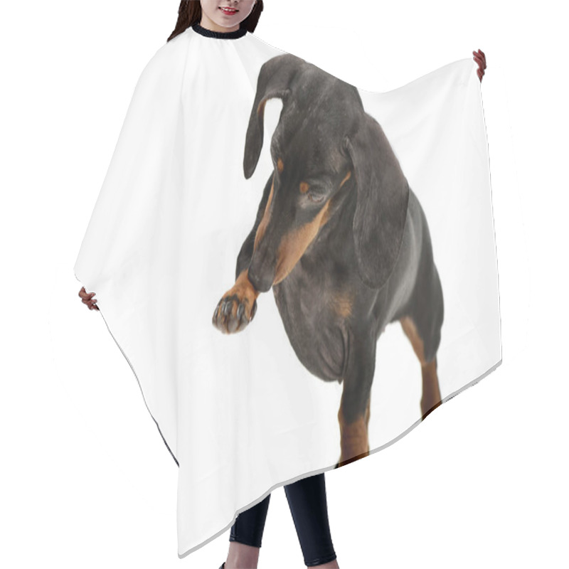 Personality  Studio Shot Of An Adorable Dachshund Dog Lifts Her Front Leg, Isolated On White. Hair Cutting Cape