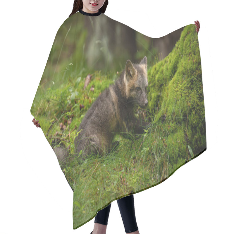 Personality  Young Fox With Grey Fur Plays In A Green Forest, Blending Into The Lush Surroundings. It Pauses, Alert And Curious, Capturing The Essence Of Youthful Energy And Natural Beauty. Hair Cutting Cape