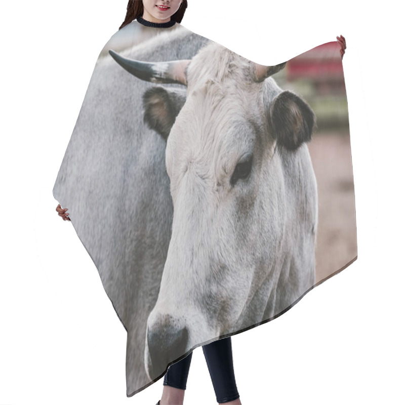 Personality  Close Up View Of Domesticated Bull At Zoo Hair Cutting Cape