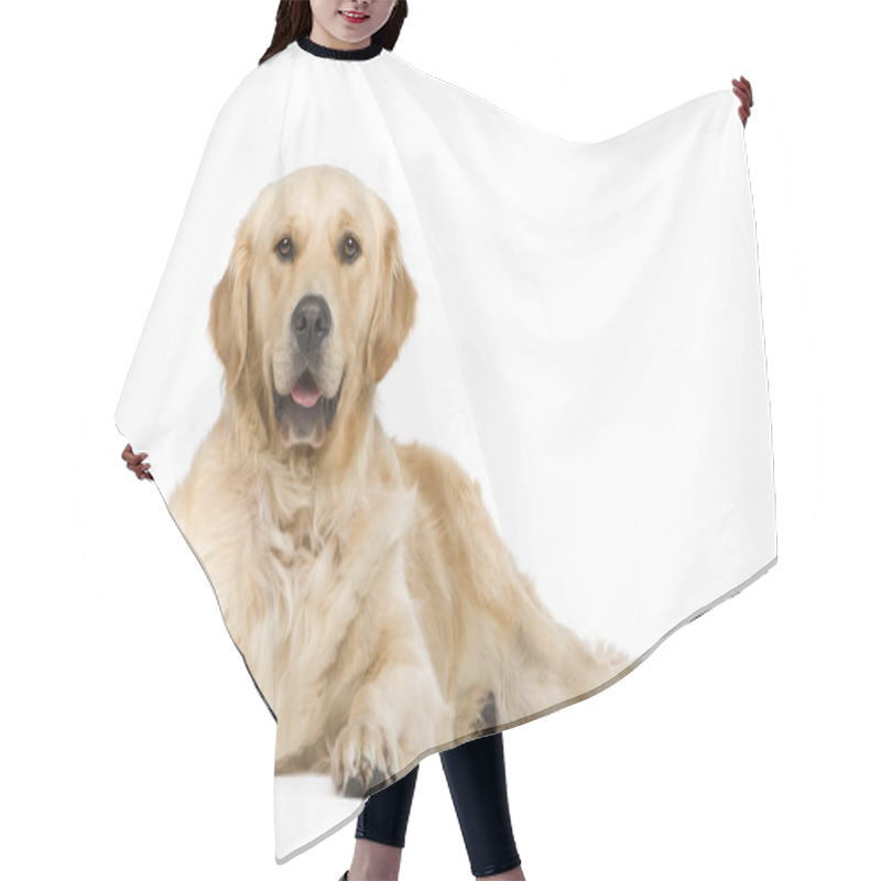 Personality  Golden Retriever (2 Years) Hair Cutting Cape