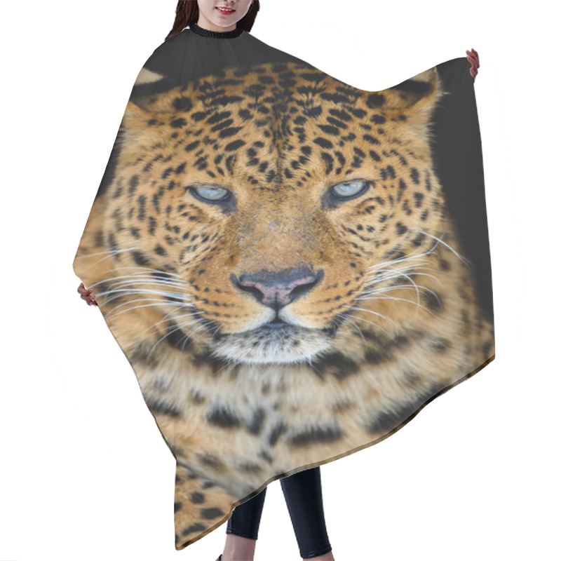 Personality  Close Up Beautiful Big Leopard Isolated On Black Background Hair Cutting Cape