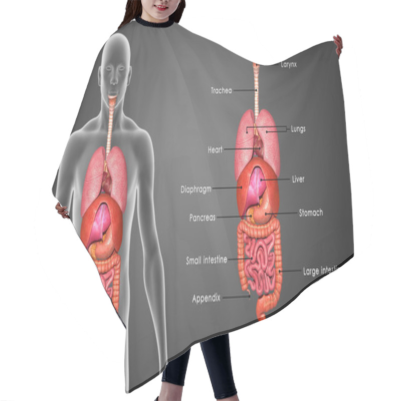 Personality  Human Organs System Hair Cutting Cape