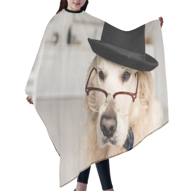 Personality  Cute Adorable Golden Retriever In Hat And Glasses In Apartment  Hair Cutting Cape