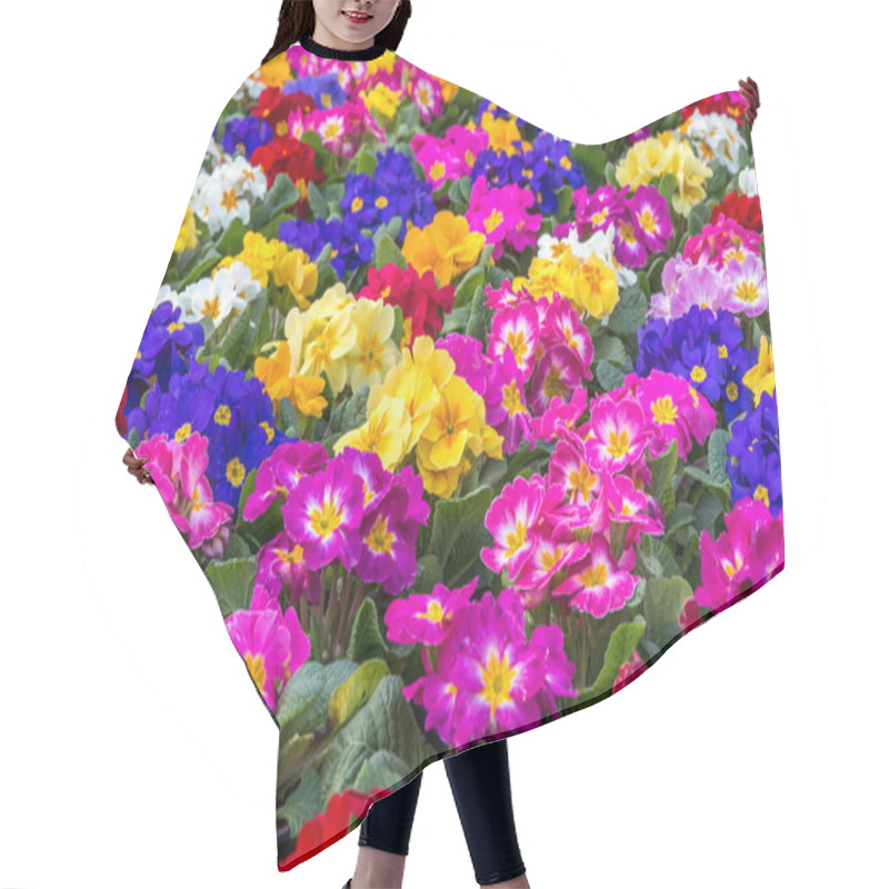 Personality  Beautiful Primrose Flowers. Hair Cutting Cape