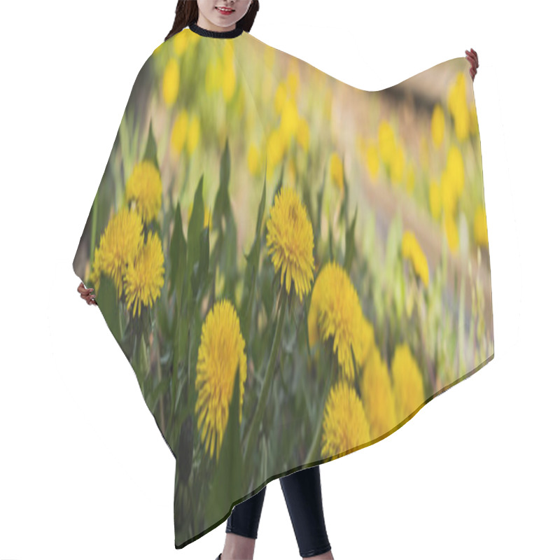 Personality  Close Up View Of Yellow Dandelions Outdoors, Banner  Hair Cutting Cape