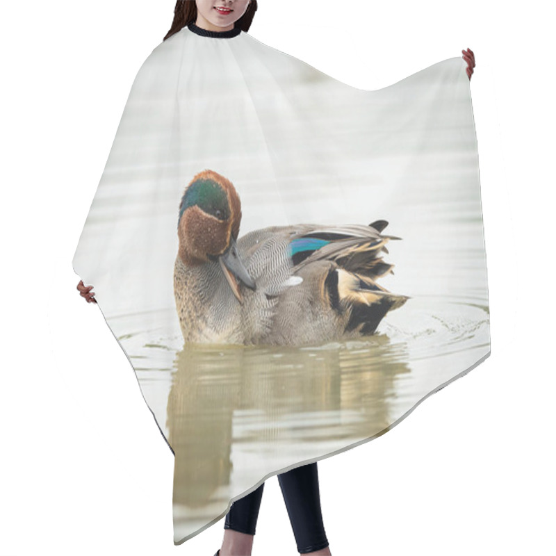 Personality  A Eurasian Teal Swimming On A Sunny Calm Day In Autumn Hair Cutting Cape