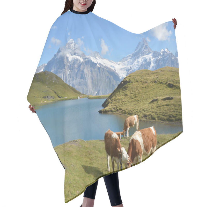 Personality  Cows In An Alpine Meadow. Jungfrau Region, Switzerland Hair Cutting Cape