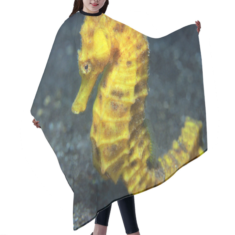 Personality  Common Seahorse Hair Cutting Cape