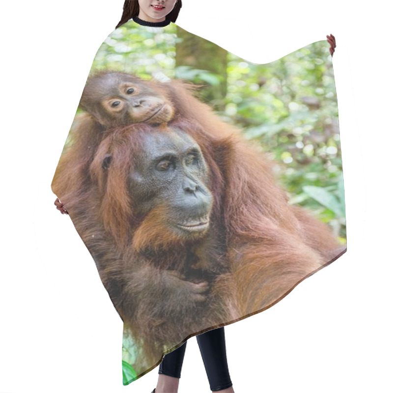 Personality  Baby Orangutan On Mother's Back Hair Cutting Cape