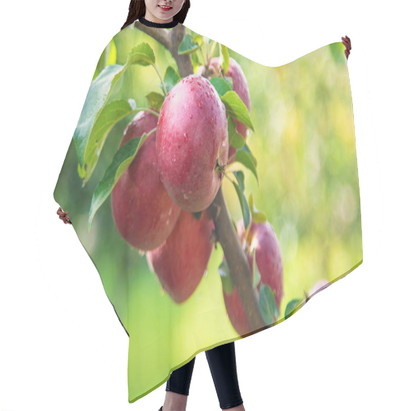 Personality  Apples On Tree Red In Garden. Selective Focus. Nature. Hair Cutting Cape